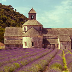 Senanque Abbey and lavender field , Provence, France