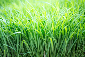 green wheat grass