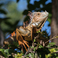 Green Iguana, Tavernier, Key Largo, Florida