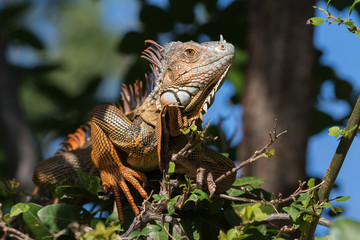 Green Iguana, Tavernier, Key Largo, Florida