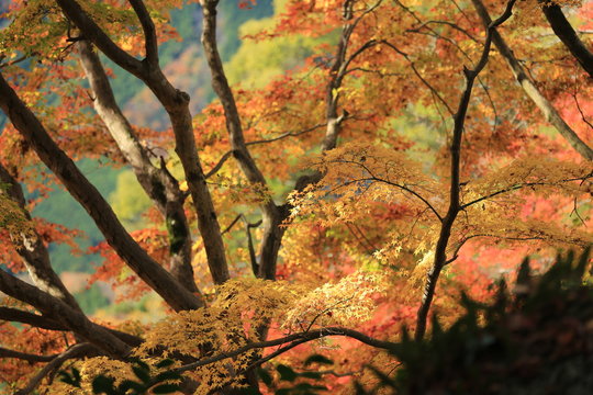 33 Best 笠置山もみじ公園 Images Stock Photos Vectors Adobe Stock