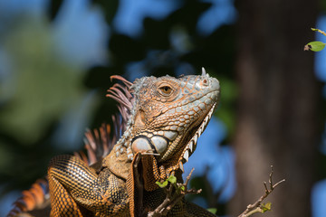 Green Iguana, Tavernier, Key Largo, Florida
