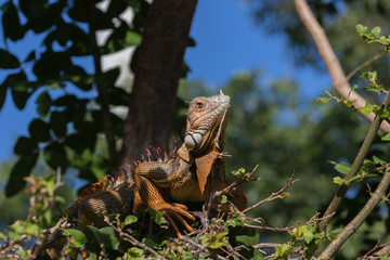 Green Iguana, Tavernier, Key Largo, Florida