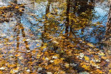Autumn leaves in water