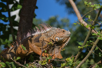 Green Iguana, Tavernier, Key Largo, Florida