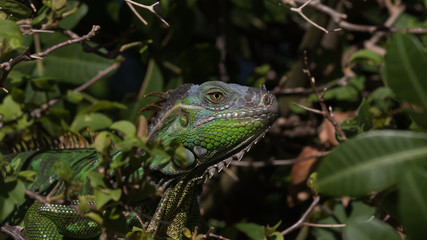 Green Iguana, Tavernier, Key Largo, Florida