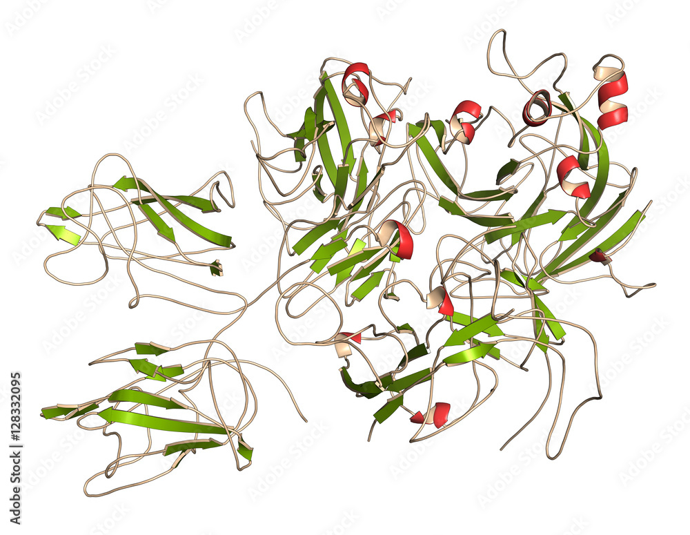 Sticker Coagulation factor VIII (fVIII) protein, 3D rendering. 