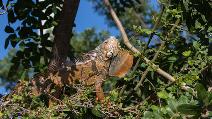 Green Iguana, Tavernier, Key Largo, Florida