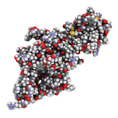 Human Chorionic Gonadotropin (hCG) glycoprotein hormone
