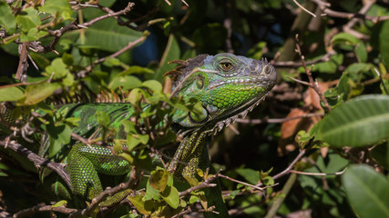 Green Iguana, Tavernier, Key Largo, Florida