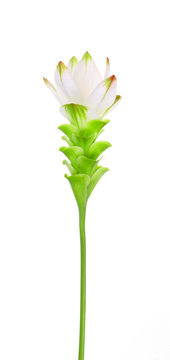 White Siam Tulip on white background