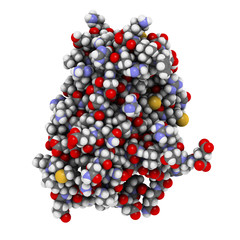 Interferon alpha 2a (IFNA2) molecule, 3D rendering. 