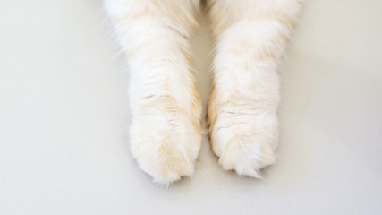 cats paw on white background.