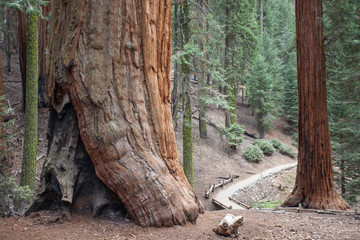 Monumental Sequoia Trees in Giant Forest, Sequoia National Park,