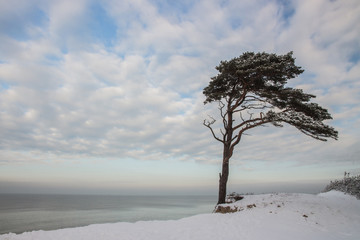 Beautiful winter seascape with pine on the seashore