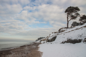 Pine on the seashore. Beautiful winter seascape. Baltic sea