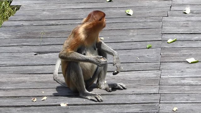 Female Proboscis monkey (Nasalis larvatus) eating on the feeding platform in Labuk Bay, Sabah, Borneo, Malaysia. Proboscis monkeys are endemic to the island of Borneo.