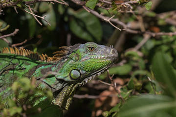 Green Iguana, Tavernier, Key Largo, Florida