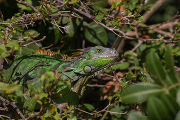 Green Iguana, Tavernier, Key Largo, Florida