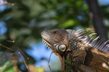 Green Iguana, Tavernier, Key Largo, Florida