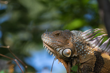 Green Iguana, Tavernier, Key Largo, Florida