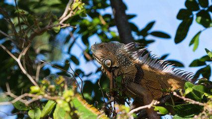Green Iguana, Tavernier, Key Largo, Florida