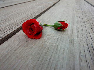 Red rose in wood
