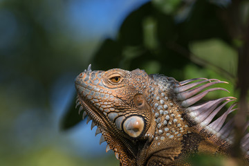 Green Iguana, Tavernier, Key Largo, Florida