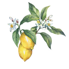 Branch of the fresh citrus fruit lemon with green leaves and flowers. Hand drawn watercolor painting on white background.