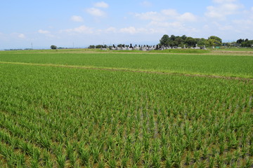 Fototapeta na wymiar 田植え１ヶ月後の田園風景