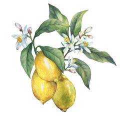 Branch of the fresh citrus fruit lemon with green leaves and flowers. Hand drawn watercolor painting on white background.