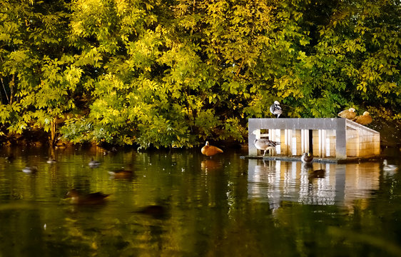 Ducks In A Pond At Night