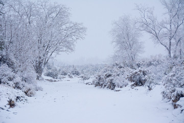 Snow scene