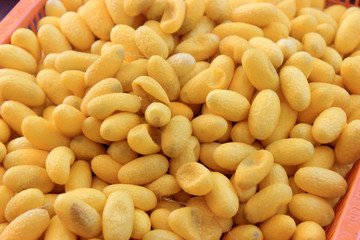 Cocoon natural colors