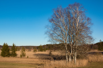 Am Maisinger See im Winter, Birken im Moor