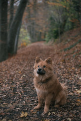 Cute dog outdoor