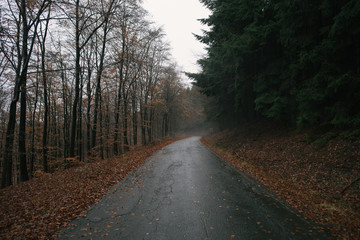 Fototapeta premium forest road