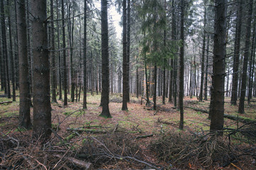 Fototapeta premium Forest landscape