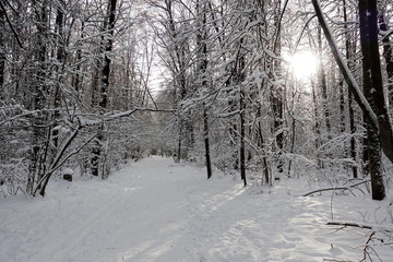 Footpath in the winter wood