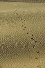 The beautiful Mesquite Flat Dunes