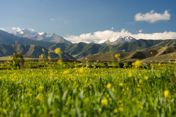 Fototapeta premium meadow with yellow flowers mountains on background