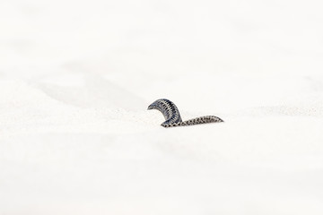 beautiful view of Vipera berus