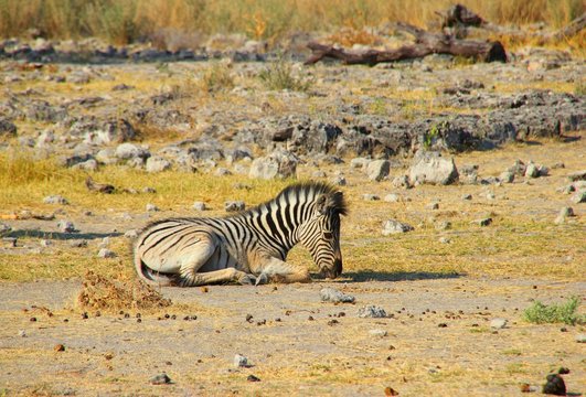 Zebrababy