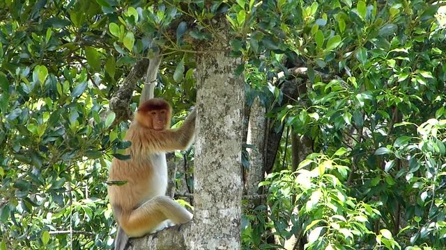 Proboscis monkey (Nasalis larvatus) sitting on a tree in Labuk Bay, Sabah, Borneo, Malaysia. Proboscis monkeys are endemic to the island of Borneo.