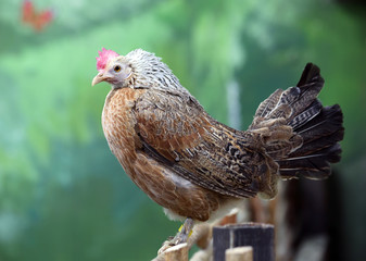 Декоративные куры. Орловская порода кур