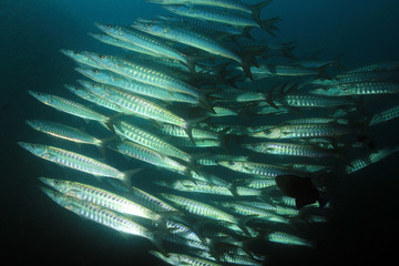 School of Blackfin Barracudas (Sphyraena qenie, aka Chevron Barracuda, Blacktail Barracuda). Raja Ampat, Indonesia