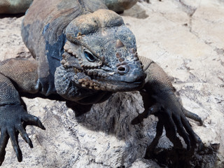 Rhinoceros iguana, aka Goliath Dragon, Cyclura cornuta, threatened species of lizard of Caribbean lying on the rock, Dominican Republic, Central America