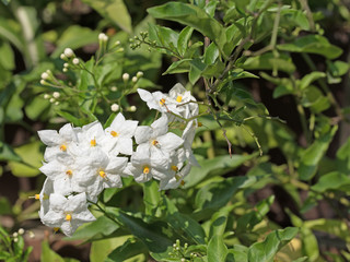 Sommerjasmin, Jasmin, Solanum jasminoides