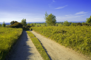 Fototapeta premium forest of dean gloucestershire uk