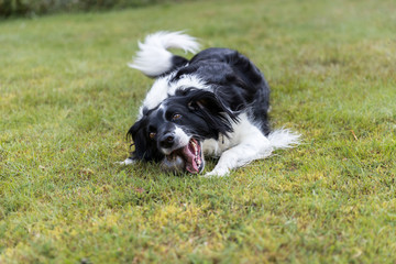 Naklejka na ściany i meble Friendly cross breed dog on grass chewing her ball